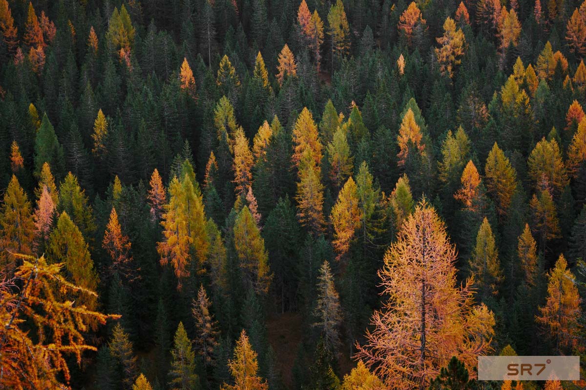 Medidas urgentes en materia de incendios forestales